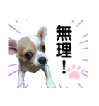 犬、ねこるんるんるん（個別スタンプ：5）