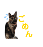 犬、ねこるんるんるん（個別スタンプ：8）