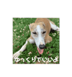 ティートの日常（個別スタンプ：6）