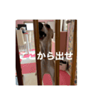 ティートの日常（個別スタンプ：12）