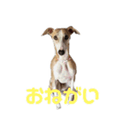 ティートの日常（個別スタンプ：17）
