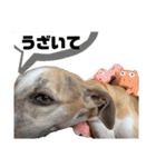 ティートの日常（個別スタンプ：18）