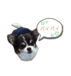 ブルータンホワイトチワワ（個別スタンプ：2）