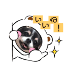 ブルータンホワイトチワワ（個別スタンプ：9）