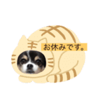 ブルータンホワイトチワワ（個別スタンプ：16）