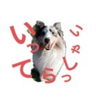 シェルティ。トライとブルーマール日常会話（個別スタンプ：2）