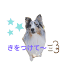 シェルティ。トライとブルーマール日常会話（個別スタンプ：3）