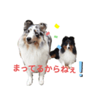シェルティ。トライとブルーマール日常会話（個別スタンプ：4）