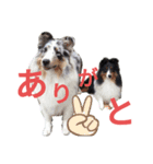 シェルティ。トライとブルーマール日常会話（個別スタンプ：6）