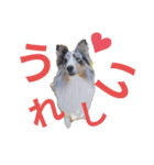 シェルティ。トライとブルーマール日常会話（個別スタンプ：7）
