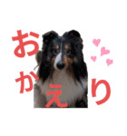 シェルティ。トライとブルーマール日常会話（個別スタンプ：8）