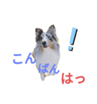 シェルティ。トライとブルーマール日常会話（個別スタンプ：11）