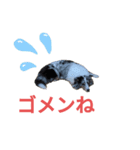 シェルティ。トライとブルーマール日常会話（個別スタンプ：13）