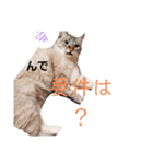友達の少ないねこ（個別スタンプ：1）