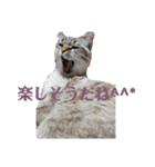 友達の少ないねこ（個別スタンプ：3）