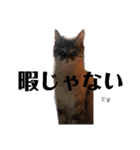 友達の少ないねこ（個別スタンプ：4）