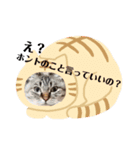 友達の少ないねこ（個別スタンプ：5）