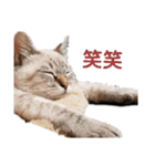 友達の少ないねこ（個別スタンプ：6）