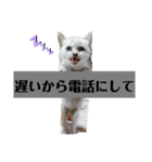 友達の少ないねこ（個別スタンプ：7）