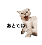 友達の少ないねこ（個別スタンプ：8）