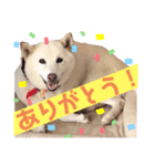 こたんプ（個別スタンプ：5）