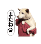 こたんプ（個別スタンプ：8）