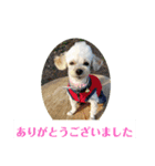 マルプーの桃2（個別スタンプ：5）