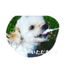マルプーの桃2（個別スタンプ：13）