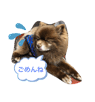 トラジ＆ポンズ（個別スタンプ：1）