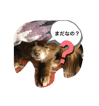 トラジ＆ポンズ（個別スタンプ：2）
