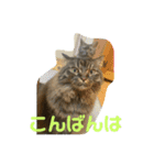 ききんのスタンプ（個別スタンプ：2）