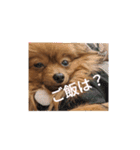 mocotamp（個別スタンプ：12）