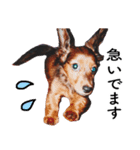 子犬のタロー（個別スタンプ：5）