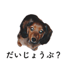 子犬のタロー（個別スタンプ：7）