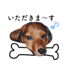 子犬のタロー（個別スタンプ：8）