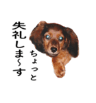 子犬のタロー（個別スタンプ：9）