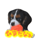 キャバリアの仲間たち（個別スタンプ：1）