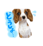 キャバリアの仲間たち（個別スタンプ：2）