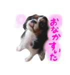 キャバリアの仲間たち（個別スタンプ：5）