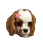 キャバリアの仲間たち（個別スタンプ：6）