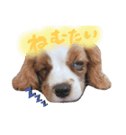 キャバリアの仲間たち（個別スタンプ：7）