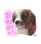 キャバリアの仲間たち（個別スタンプ：8）