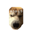 ふやふや（個別スタンプ：6）