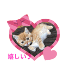 ゆみこじろうの部屋（個別スタンプ：17）