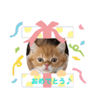 ゆみこじろう（個別スタンプ：11）