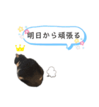 まんまる貴族（個別スタンプ：6）