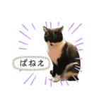 まんまる貴族（個別スタンプ：15）