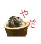 ハムスターあんこ（個別スタンプ：5）