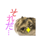 ハムスターあんこ（個別スタンプ：8）
