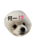 ちゃちゃ丸1号（個別スタンプ：4）